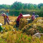 512px-Panen_Padi_Petani_Jember