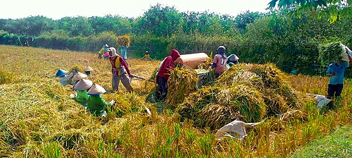 512px-Panen_Padi_Petani_Jember
