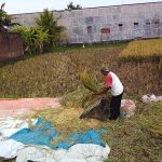 512px-Petani_Yg_Sedang_Memanen_Padi_Secara_Manual_Di_Kebumen